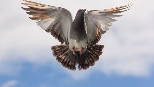 Povestea unui porumbel presupus american care ar fi încălcat măsurile de carantină din Australia. Joe ar putea fi salvat în ultima clipă de la eutanasiere