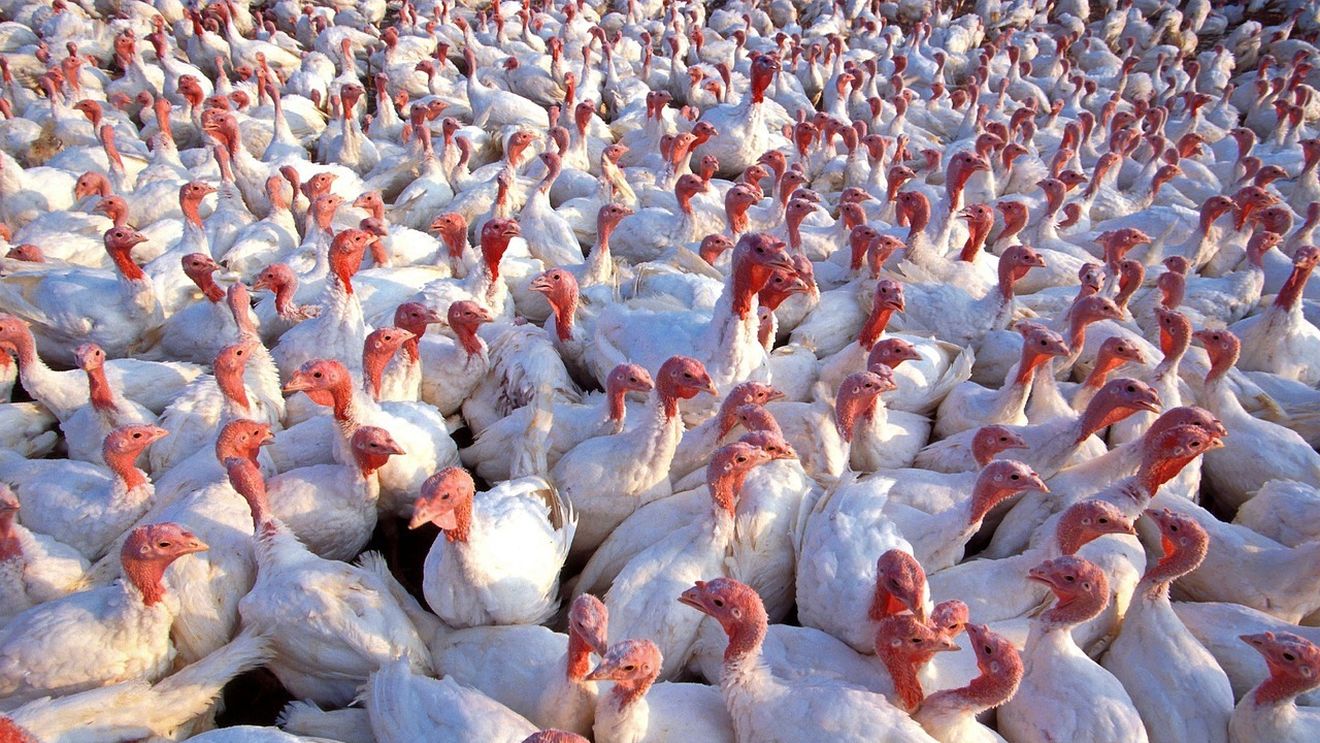 Prefectura Braşov: Sursa primară probabilă a focarelor de gripă aviară de pe platforma Codlea o reprezintă păsările sălbatice