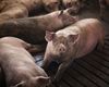 Ungaria confirmă descoperirea primului focar de pestă porcină africană la porci domestici