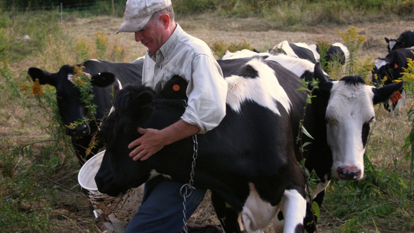 De ce le pun fermierii muzică jazz vacilor? Un trend de pe Tiktok, adoptat de crescătorii de vite din Marea Britanie