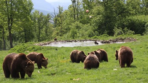 Klaus Iohannis: Avem prea mulți urși în România / Cred că s-a ajuns prea departe