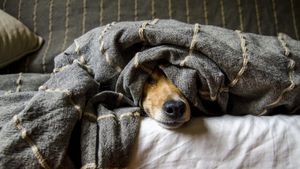 Zece vietăți care pot prezice cutremurele și furtunile înainte să se întâmple