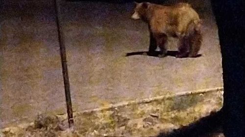 Ursul "Rambo", căutat de peste o lună în zona oraşului Ploieşti, a fost prins luni dimineață