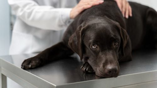 Câinii suferă în tăcere: Semne că patrupedul tău are osteoartrită și suferă fără să știi