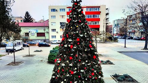 Arad: Consiliul Județean a instalat pentru prima dată un brad ecologic, asamblat din cetină naturală