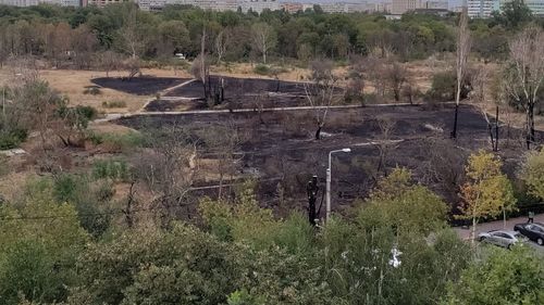 Nicușor Dan, mesaj către dezvoltatorii imobiliari, în contextul tăierilor abuzive de copaci în Parcul IOR: Dacă va defrișa spațiul vegetal pe 10 ha, o să-i dăm o amendă de 350 mil de euro / Orice proprietar să știe că nu va construi pe spațiul verde