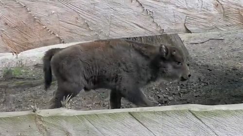 VIDEO Pauza de respirație: Zimbru de 7 zile, noua vedetă a rezervației din Hațeg / Îl cheamă Ronaldo