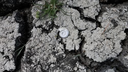 Clipul video al zilei: Delta Neajlovului secată