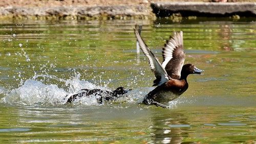 După ce cocoșul Maurice și-a câștigat în instanță dreptul de a cânta, un tribunal francez le-a dat și rațelor dreptul să măcăne