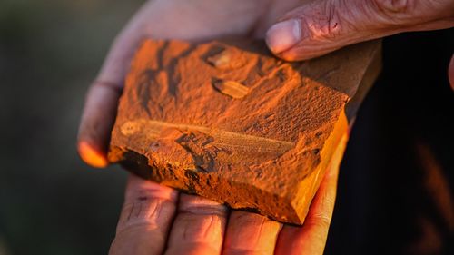 Fosile ale unor pești de acum 16 milioane de ani, cu ultima masă intactă, au oferit o imagine unică asupra unui ecosistem dispărut din Australia