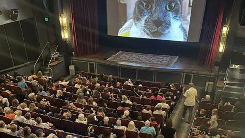 Pisicile devin staruri de cinema pentru o cauză nobilă. Felinele cuceresc marile ecrane într-un film global care susține adăposturile de animale
