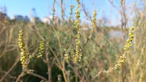 A început sezonul ambroziei: Garda de Mediu avertizează primăriile să ia măsuri / Peste 5% din populația României este alergică la polenul de ambrozie