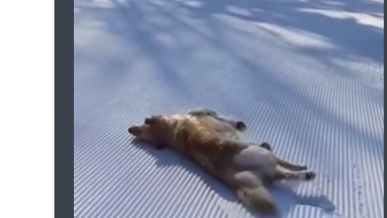 VIDEO Pauza de relaxare: un câine care se rostogolește pe pârtia de schi a devenit viral