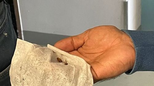 Comisarii ANPC au găsit gândaci în cantina unui cămin pentru vârstnici din Bucureşti/ Amendă de 10.000 de lei şi propunere pentru închiderea unităţii pentru cel mult şase luni