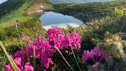 FOTO Pauza de respirație: Frumusețea rododendronului în Parcul Național Munții Rodnei
