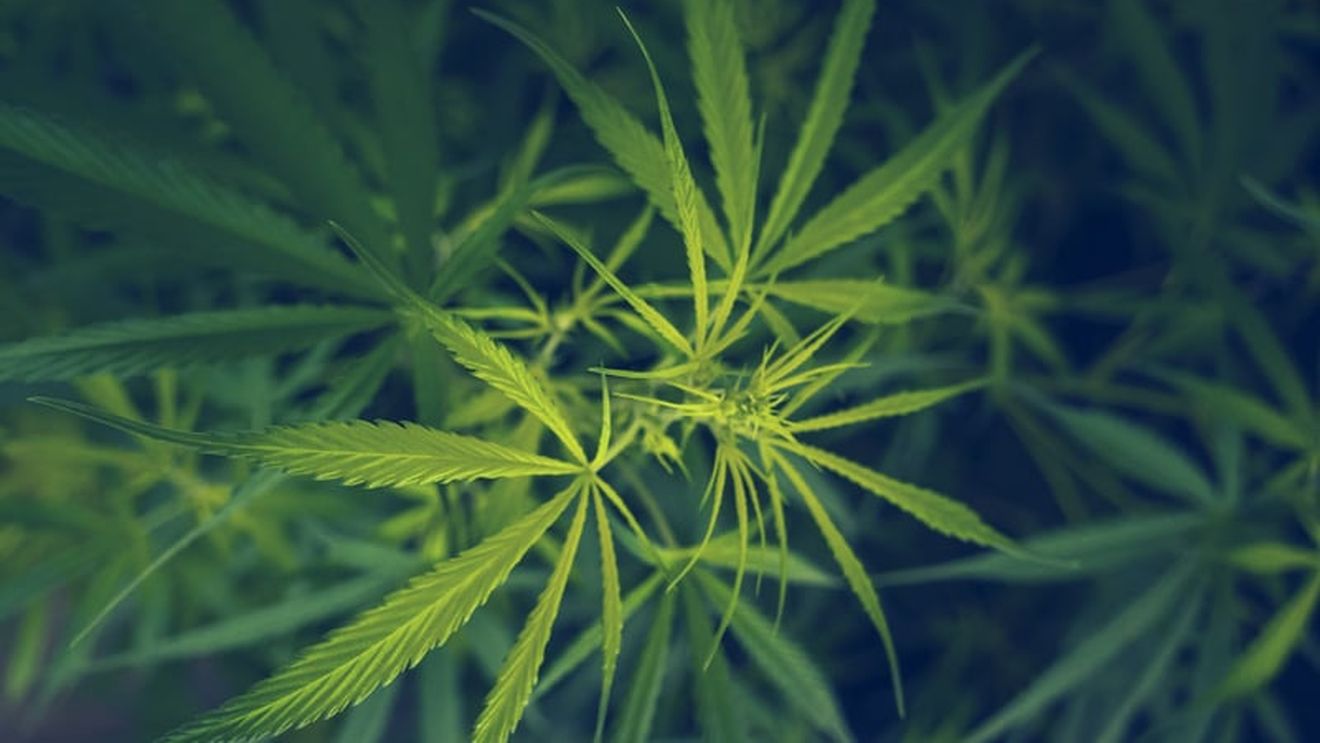 „Mirosul este peste tot”, jucătorii de la US Open sunt exasperaţi de mirosul de canabis de pe terenuri