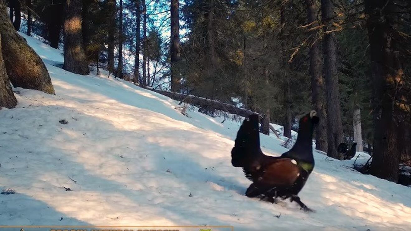 Tanczos Barna a redeschis vânătoarea la cocoși de munte, după 10 ani de interdicție / „E o specie rară, cu risc de dispariție” / Asociația Agent Green cere demisia ministrului