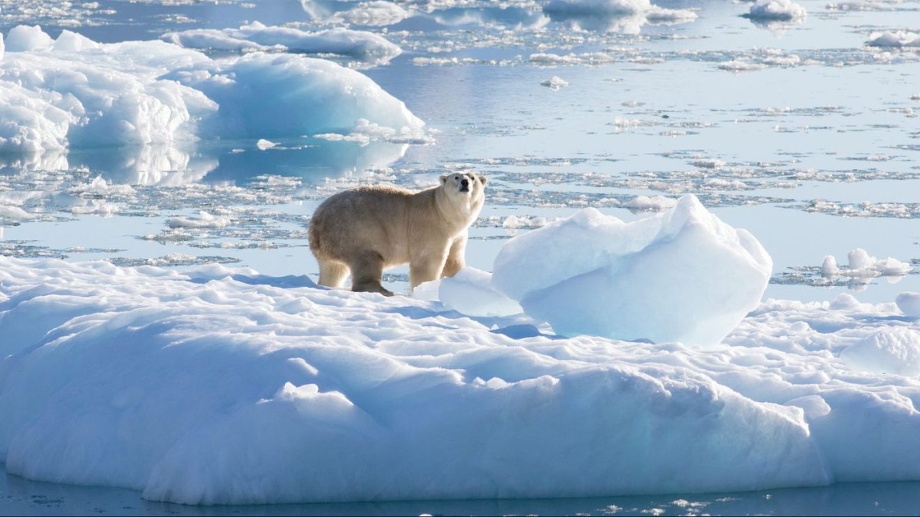 Urşii polari au ocupat o staţie de cercetare abandonată din zona Arcticii