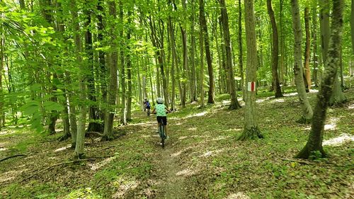 Brașov va avea 2.000 de hectare de pădure-parc, aviz favorabil de la Ministerul Mediului / Este singurul oraș din România care a primit această aprobare