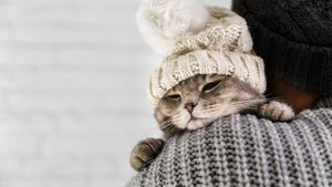 Obligațiile pe care le au stăpânii de animale iarna. Ce spune legea din România, amenzile sunt usturătoare / Frigul nu e o scuză, ci un test de responsabilitate