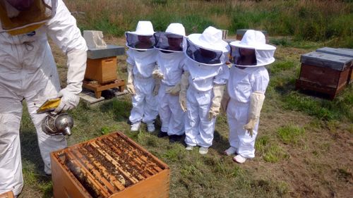 EXCLUSIV | De ce nu beneficiază elevii de programul „Miere în școli” / Odiseea legii aflate în vigoare de 19 ani, dar neaplicată / „E clar ca nu vorbim de raționamente economice, ci de raționamente pur politice”