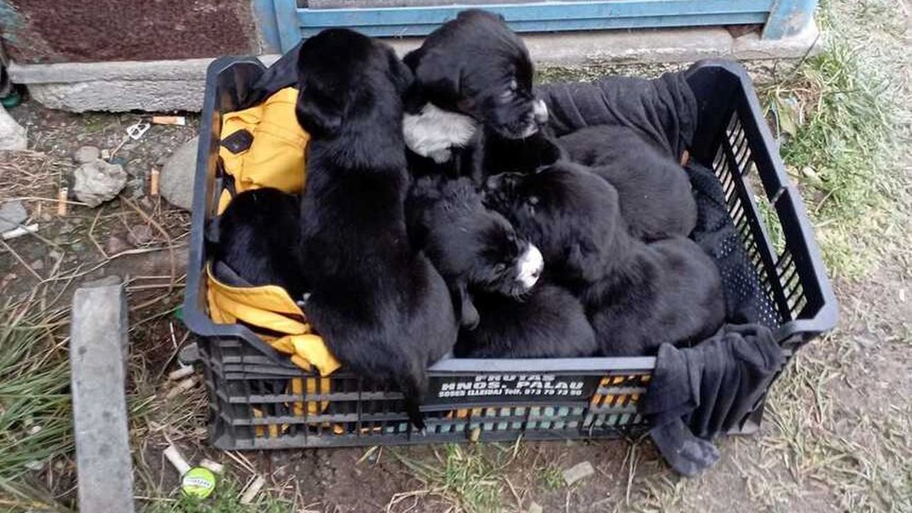 Un buzoian care a abandonat în frig 5 cățeluși a fost reținut de poliție