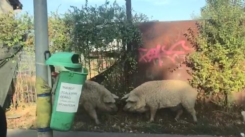 Clipul zilei: doi porci traversează tacticos o șosea foarte circulată din Pipera