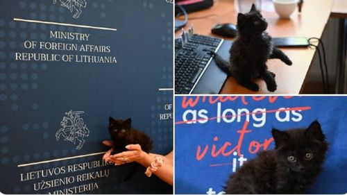 El este Rango, pisoiul adorabil care a primit o funcție de top în Ministerul Afacerilor Externe al Lituaniei. Povestea motanului e emoționantă