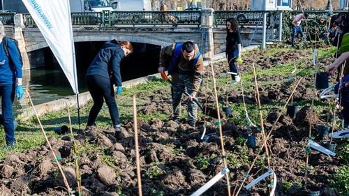 Nicuşor Dan: Angajaţii ALPAB au strâns deşeuri şi au plantat peste 2.000 de arbori pe malul Dâmboviţei