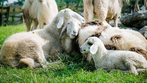 Fermier: Vrem ca ANSVSA să izoleze în regim de urgență focarul de pestă a micilor rumegătoare, dacă el există / Oprirea exporturilor către țările arabe ar însemna falimentul / Explicațiile autorităților