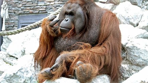 O grădină zoologică din Siberia a anulat votul pentru alegerea mascotei după ce urangutanul Batu a devenit favoritul publicului la îndemnul opoziției reprezentate de Aleksei Navalnîi