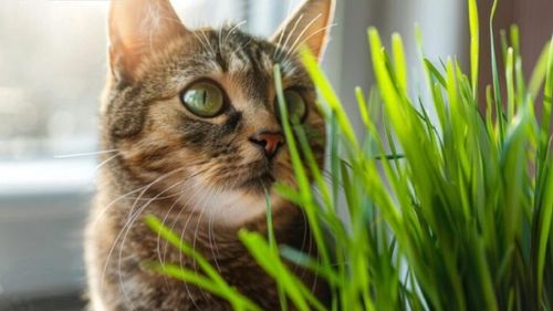 Oamenii de știință explică efectul catnip asupra creierului pisicilor. De ce le declanșează o „explozie de fericire”