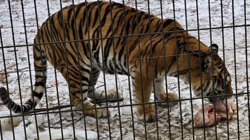 Ger năprasnic la Zoo Bucov: leii au pardoseală încălzită, maimuțele beau ceai cald / ”Alimentația a fost îmbogățită, primesc și ouă în această perioadă”