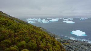 Cercetătorii au analizat imagini din spațiu pentru a vedea cât de repede înverzește Antarctica: Aproape 8 kilometri pătrați de vegetație în 35 de ani