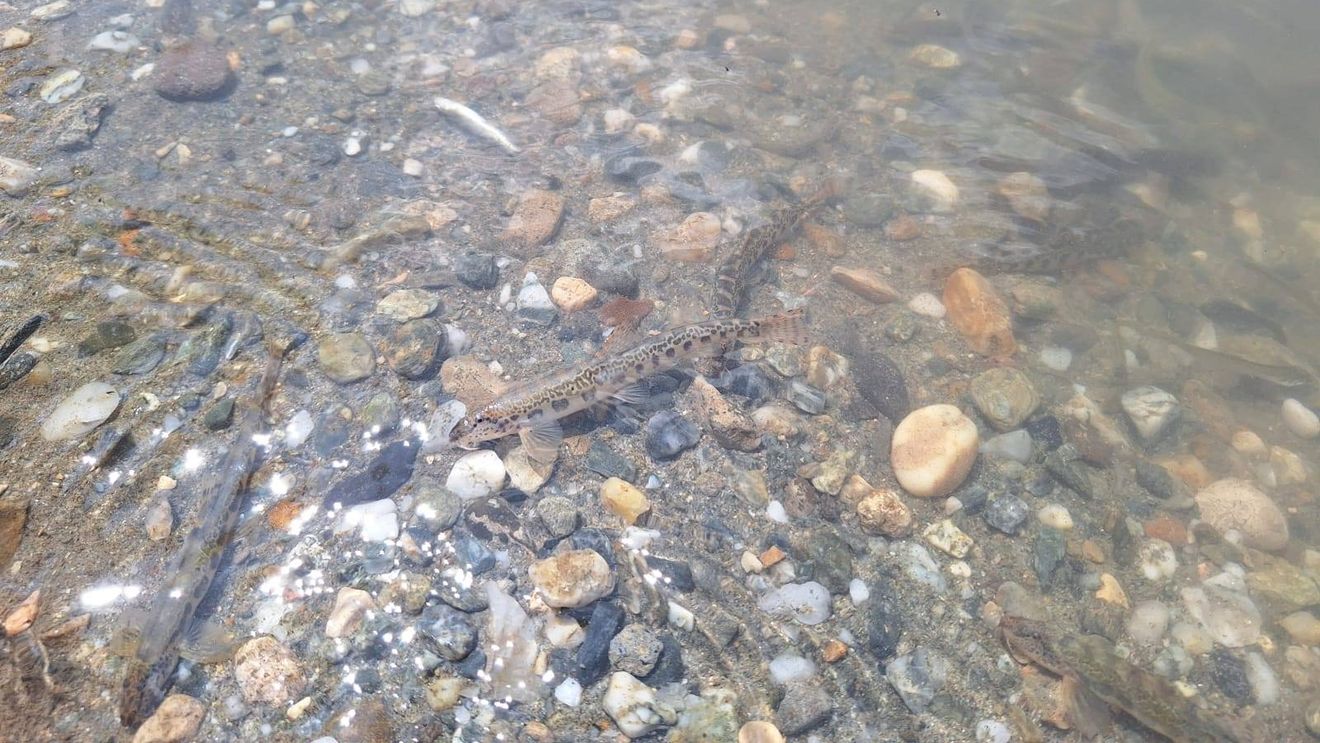 Mai multe inspectorate de urgență au distribuit peste 12,8 milioane litri de apă în localităţile aflate în stare de alertă din cauza creșterii salinității pe râul Târnava Mică