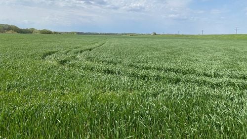 Procesele de creștere și dezvoltare la culturile de rapiţă, orz şi grâu de toamnă, s-ar putea relua lent pe fondul temperaturilor mai ridicate - AGROMETEO