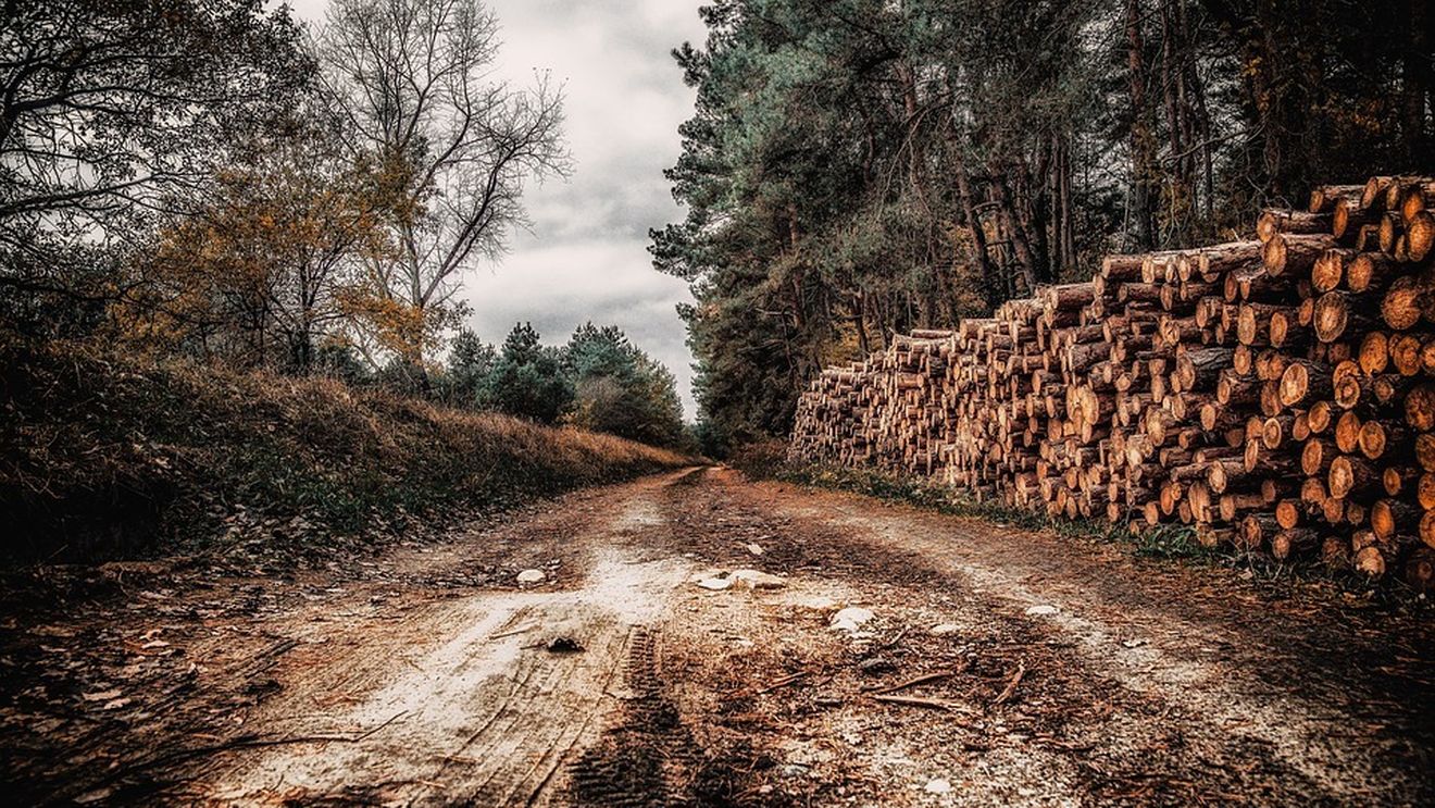 Tăierile ilegale de păduri din România, din nou în atenția Bruxelles-ului/ Comisia Europeană vrea rezultate, politicienii români se acuză unii pe alții