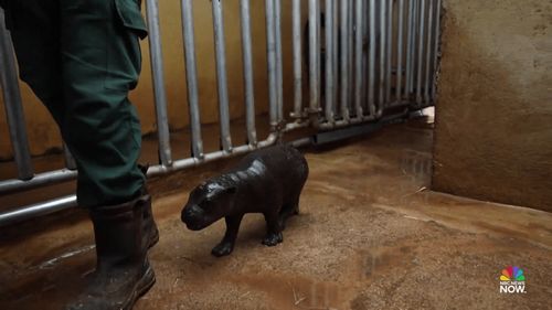 Un pui de hipopotam pigmeu a venit pe lume la grădina zoologică din Atena