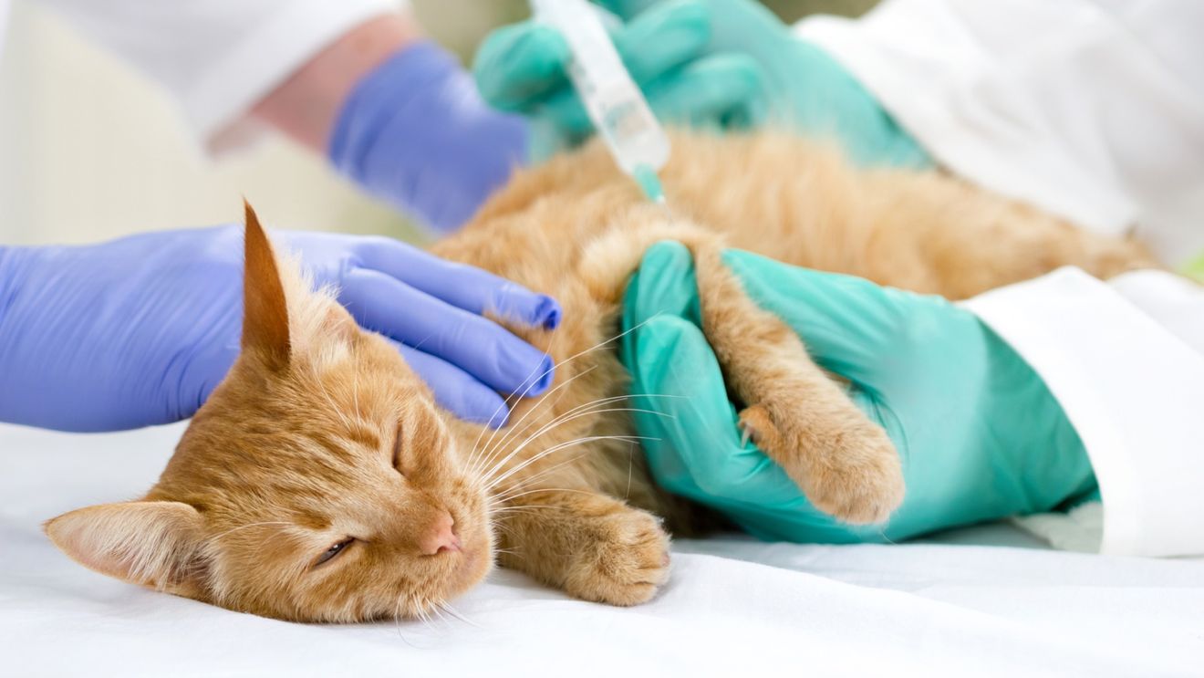 Vaccinarea animalelor de companie: Sfaturi de la veterinari pentru a depăși reticența proprietarilor