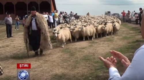 Euronews: România continuă exportul controversat de oi vii în Golful Persic