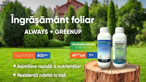 Întreținerea eficientă a unui gazon prin fertilizarea cu produse de calitate