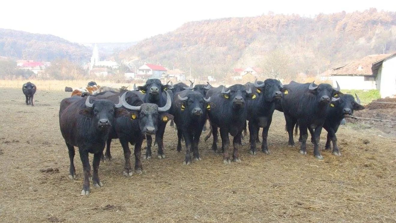 Bivolii se luptă să redevină o prezență obișnuită în fermele românești / Călin Zanc: „Din păcate, nu suntem ascultați cât ar trebui!”