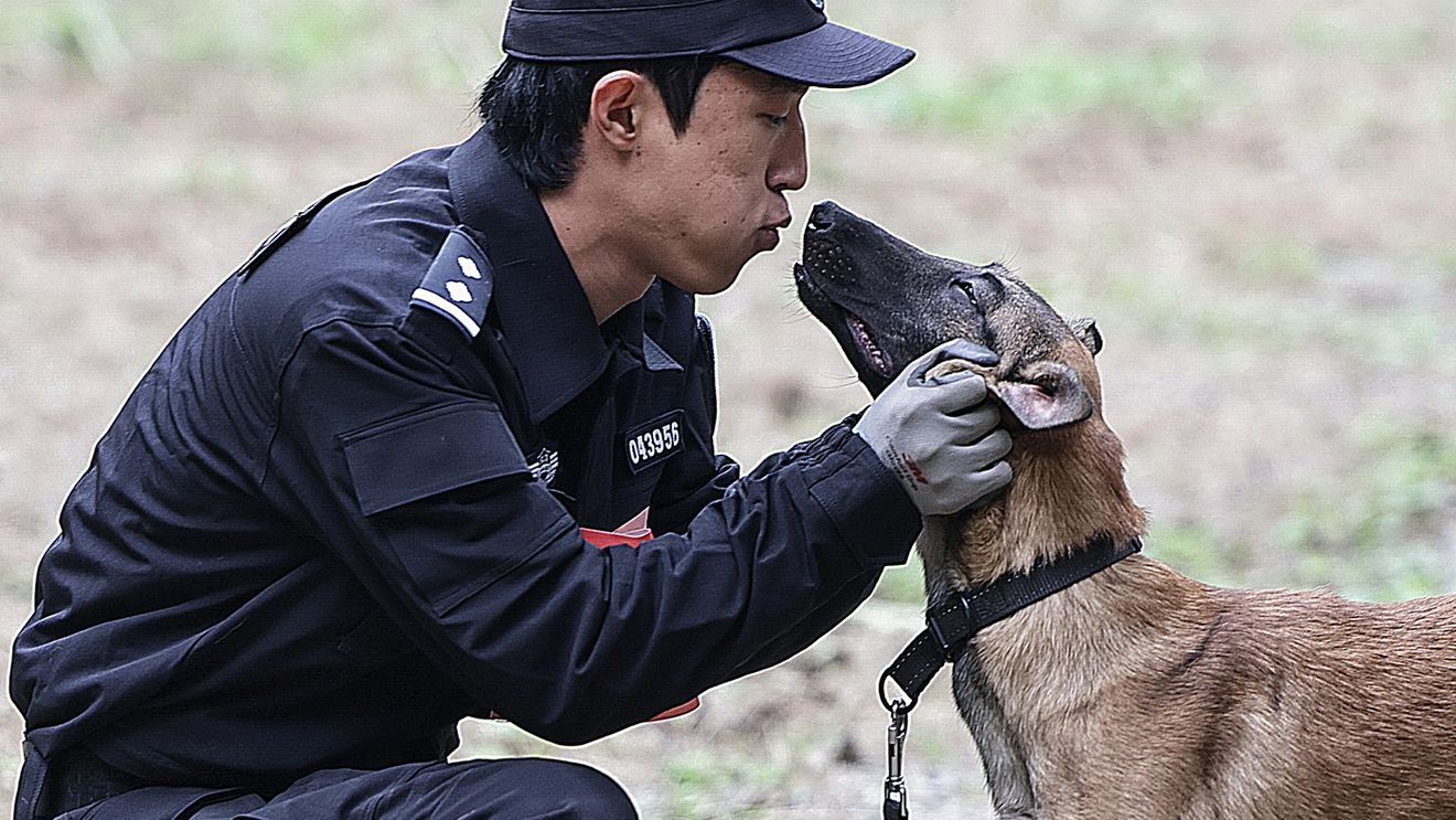 De la ciobănești germani la autonomie: China mizează pe câinii de poliție „made in China”