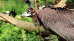 Pui de vultur negru, o specie pe cale de dispariţie din Munţii Rodopi, echipaţi cu transmiţătoare GPS