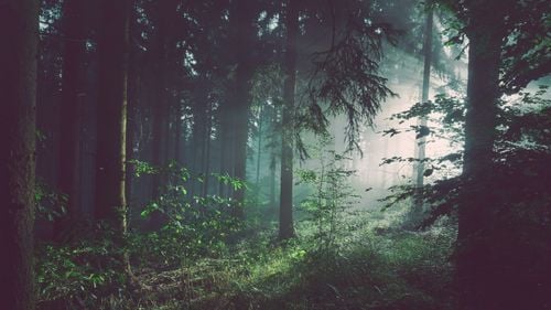 Mircea Fechet: Când devii ministru al Mediului, eşti sfătuit să nu te cerţi cu vânătorii şi cu pădurarii / Voi lua curând o decizie privind reorganizarea Romsilva / Nu mai putem să stăm cu 99 de directori în ţară