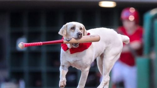 Labradorul care s-a retras din baseball