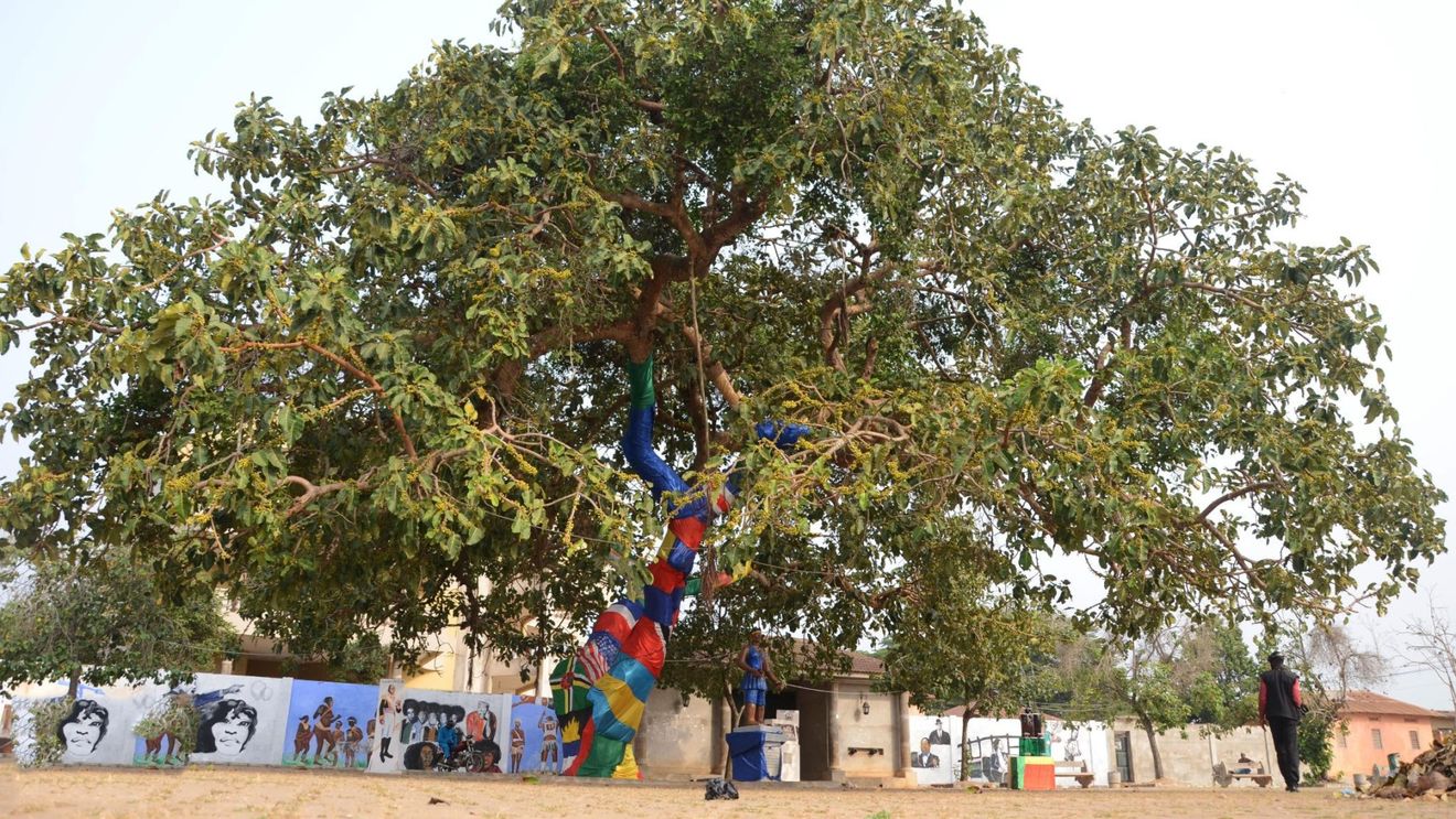 Un arbore gigant din Africa,  martor al comerţului cu sclavi, a fost doborât de o furtună / De ce i se spunea ”arborele licitațiilor”