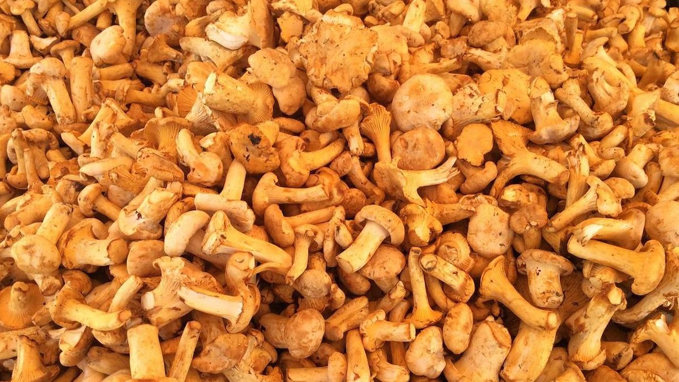 Administrator centru de colectare: Este explozie de ciuperci. Acum o lună dacă strângeam 100 kg pe zi, acum strângem cu tonele