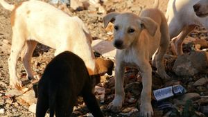 Prevenție sau eutanasiere? Realitatea dură a gestionării animalelor fără stăpân în Topoloveni: 1,5 milioane de lei cheltuiți, rezultate dezamăgitoare
