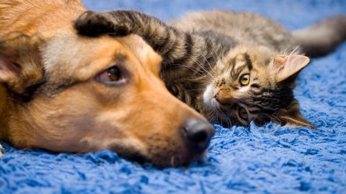 Animalele pot fi dreptace sau stângace? Descoperirile surprinzătoare ale cercetătorilor: Ce lăbuță preferă câinii și pisicile și ce ne spune asta despre creierul lor